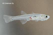 Mistichthys luzonensis, Sinarapan : fisheries, aquarium.